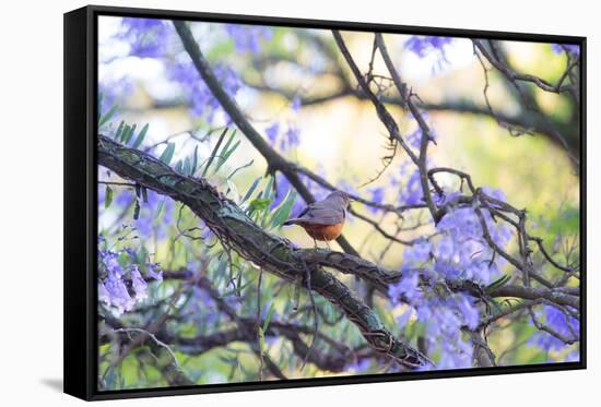 A Rufous Bellied Thrush, Turdus Rufiventris, on a Jacaranda Tree Branch in Ibirapuera Park-Alex Saberi-Framed Stretched Canvas