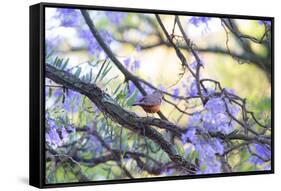 A Rufous Bellied Thrush, Turdus Rufiventris, on a Jacaranda Tree Branch in Ibirapuera Park-Alex Saberi-Framed Stretched Canvas