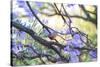 A Rufous Bellied Thrush, Turdus Rufiventris, on a Jacaranda Tree Branch in Ibirapuera Park-Alex Saberi-Stretched Canvas