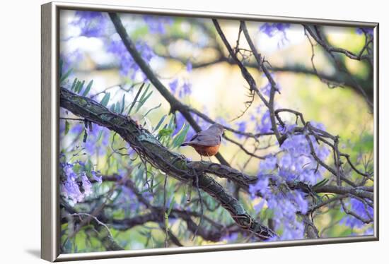 A Rufous Bellied Thrush, Turdus Rufiventris, on a Jacaranda Tree Branch in Ibirapuera Park-Alex Saberi-Framed Photographic Print