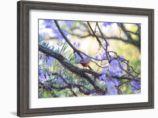 A Rufous Bellied Thrush, Turdus Rufiventris, on a Jacaranda Tree Branch in Ibirapuera Park-Alex Saberi-Framed Photographic Print