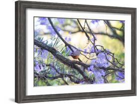 A Rufous Bellied Thrush, Turdus Rufiventris, on a Jacaranda Tree Branch in Ibirapuera Park-Alex Saberi-Framed Photographic Print