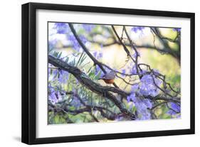 A Rufous Bellied Thrush, Turdus Rufiventris, on a Jacaranda Tree Branch in Ibirapuera Park-Alex Saberi-Framed Photographic Print