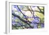 A Rufous Bellied Thrush, Turdus Rufiventris, on a Jacaranda Tree Branch in Ibirapuera Park-Alex Saberi-Framed Photographic Print