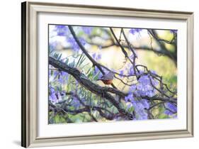 A Rufous Bellied Thrush, Turdus Rufiventris, on a Jacaranda Tree Branch in Ibirapuera Park-Alex Saberi-Framed Photographic Print