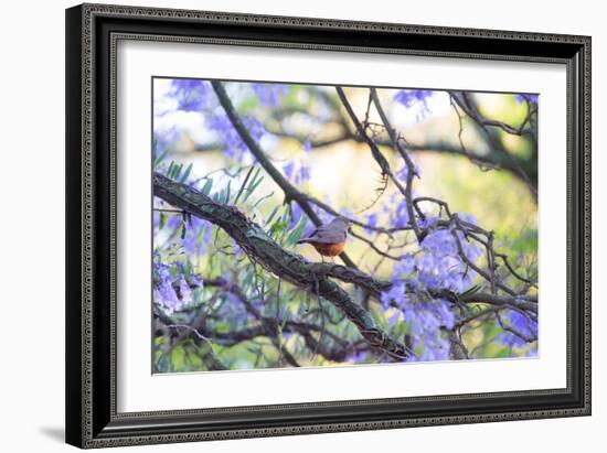 A Rufous Bellied Thrush, Turdus Rufiventris, on a Jacaranda Tree Branch in Ibirapuera Park-Alex Saberi-Framed Photographic Print