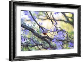 A Rufous Bellied Thrush, Turdus Rufiventris, on a Jacaranda Tree Branch in Ibirapuera Park-Alex Saberi-Framed Photographic Print