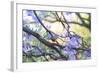 A Rufous Bellied Thrush, Turdus Rufiventris, on a Jacaranda Tree Branch in Ibirapuera Park-Alex Saberi-Framed Photographic Print