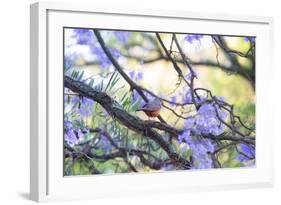 A Rufous Bellied Thrush, Turdus Rufiventris, on a Jacaranda Tree Branch in Ibirapuera Park-Alex Saberi-Framed Photographic Print