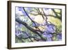 A Rufous Bellied Thrush, Turdus Rufiventris, on a Jacaranda Tree Branch in Ibirapuera Park-Alex Saberi-Framed Photographic Print