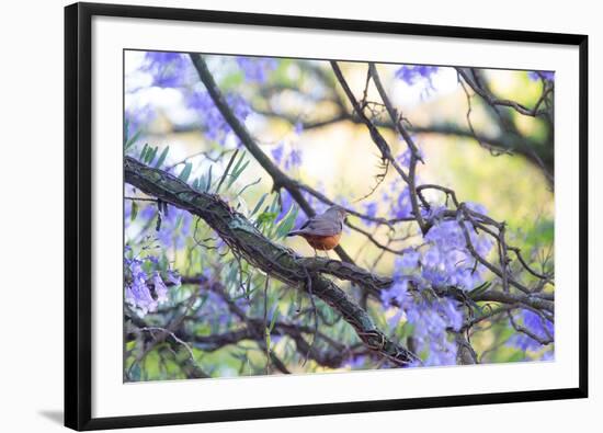 A Rufous Bellied Thrush, Turdus Rufiventris, on a Jacaranda Tree Branch in Ibirapuera Park-Alex Saberi-Framed Photographic Print