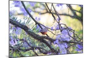 A Rufous Bellied Thrush, Turdus Rufiventris, on a Jacaranda Tree Branch in Ibirapuera Park-Alex Saberi-Mounted Photographic Print