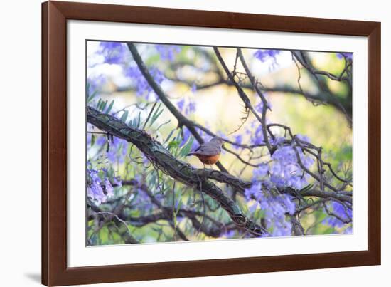 A Rufous Bellied Thrush, Turdus Rufiventris, on a Jacaranda Tree Branch in Ibirapuera Park-Alex Saberi-Framed Photographic Print