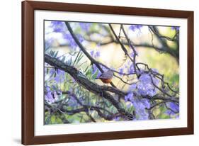 A Rufous Bellied Thrush, Turdus Rufiventris, on a Jacaranda Tree Branch in Ibirapuera Park-Alex Saberi-Framed Photographic Print