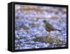 A Rufous Bellied Thrush, Turdus Rufiventris, Surrounded by Purple Petals in Ibirapuera Park-Alex Saberi-Framed Stretched Canvas