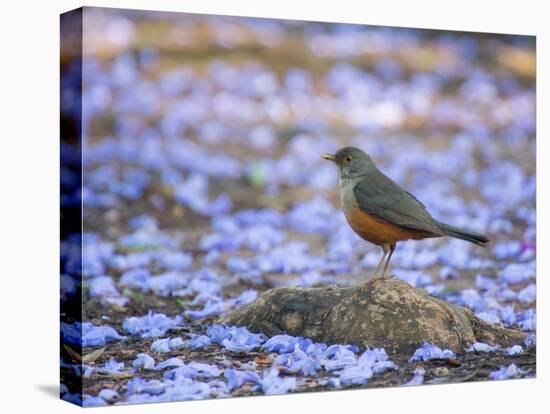 A Rufous Bellied Thrush, Turdus Rufiventris, Surrounded by Purple Petals in Ibirapuera Park-Alex Saberi-Stretched Canvas