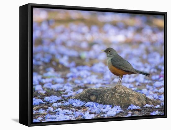 A Rufous Bellied Thrush, Turdus Rufiventris, Surrounded by Purple Petals in Ibirapuera Park-Alex Saberi-Framed Stretched Canvas