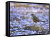 A Rufous Bellied Thrush, Turdus Rufiventris, Surrounded by Purple Petals in Ibirapuera Park-Alex Saberi-Framed Stretched Canvas