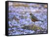 A Rufous Bellied Thrush, Turdus Rufiventris, Surrounded by Purple Petals in Ibirapuera Park-Alex Saberi-Framed Stretched Canvas