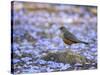 A Rufous Bellied Thrush, Turdus Rufiventris, Surrounded by Purple Petals in Ibirapuera Park-Alex Saberi-Stretched Canvas
