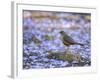 A Rufous Bellied Thrush, Turdus Rufiventris, Surrounded by Purple Petals in Ibirapuera Park-Alex Saberi-Framed Premium Photographic Print