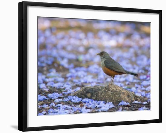 A Rufous Bellied Thrush, Turdus Rufiventris, Surrounded by Purple Petals in Ibirapuera Park-Alex Saberi-Framed Premium Photographic Print