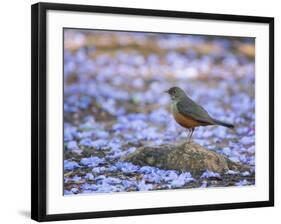 A Rufous Bellied Thrush, Turdus Rufiventris, Surrounded by Purple Petals in Ibirapuera Park-Alex Saberi-Framed Premium Photographic Print