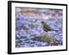 A Rufous Bellied Thrush, Turdus Rufiventris, Surrounded by Purple Petals in Ibirapuera Park-Alex Saberi-Framed Premium Photographic Print