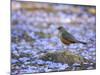 A Rufous Bellied Thrush, Turdus Rufiventris, Surrounded by Purple Petals in Ibirapuera Park-Alex Saberi-Mounted Premium Photographic Print