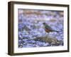 A Rufous Bellied Thrush, Turdus Rufiventris, Surrounded by Purple Petals in Ibirapuera Park-Alex Saberi-Framed Photographic Print