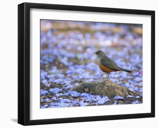 A Rufous Bellied Thrush, Turdus Rufiventris, Surrounded by Purple Petals in Ibirapuera Park-Alex Saberi-Framed Photographic Print