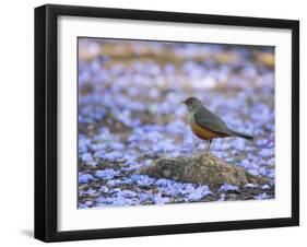 A Rufous Bellied Thrush, Turdus Rufiventris, Surrounded by Purple Petals in Ibirapuera Park-Alex Saberi-Framed Photographic Print