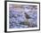 A Rufous Bellied Thrush, Turdus Rufiventris, Surrounded by Purple Petals in Ibirapuera Park-Alex Saberi-Framed Photographic Print