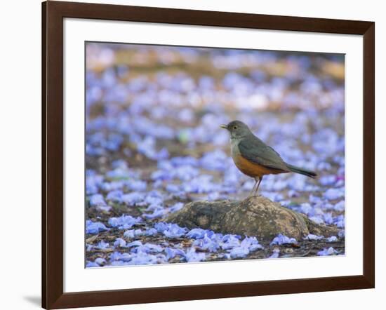 A Rufous Bellied Thrush, Turdus Rufiventris, Surrounded by Purple Petals in Ibirapuera Park-Alex Saberi-Framed Photographic Print