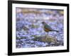 A Rufous Bellied Thrush, Turdus Rufiventris, Surrounded by Purple Petals in Ibirapuera Park-Alex Saberi-Framed Photographic Print