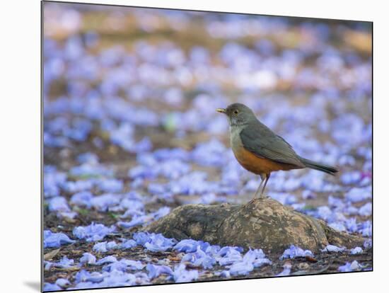 A Rufous Bellied Thrush, Turdus Rufiventris, Surrounded by Purple Petals in Ibirapuera Park-Alex Saberi-Mounted Photographic Print