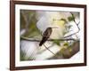 A Rufous-Breasted Hermit Perching on a Tree Branch in the Atlantic Rainforest-Alex Saberi-Framed Photographic Print