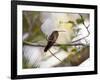 A Rufous-Breasted Hermit Perching on a Tree Branch in the Atlantic Rainforest-Alex Saberi-Framed Photographic Print