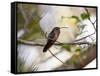 A Rufous-Breasted Hermit Perching on a Tree Branch in the Atlantic Rainforest-Alex Saberi-Framed Stretched Canvas