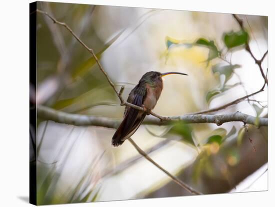 A Rufous-Breasted Hermit Perching on a Tree Branch in the Atlantic Rainforest-Alex Saberi-Stretched Canvas