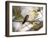 A Rufous-Breasted Hermit Perching on a Tree Branch in the Atlantic Rainforest-Alex Saberi-Framed Photographic Print