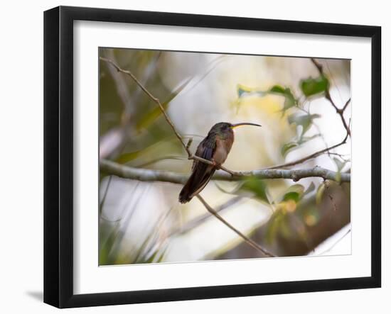 A Rufous-Breasted Hermit Perching on a Tree Branch in the Atlantic Rainforest-Alex Saberi-Framed Photographic Print