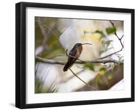 A Rufous-Breasted Hermit Perching on a Tree Branch in the Atlantic Rainforest-Alex Saberi-Framed Photographic Print