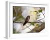 A Rufous-Breasted Hermit Perching on a Tree Branch in the Atlantic Rainforest-Alex Saberi-Framed Photographic Print