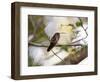 A Rufous-Breasted Hermit Perching on a Tree Branch in the Atlantic Rainforest-Alex Saberi-Framed Photographic Print