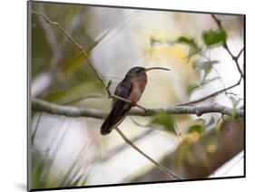 A Rufous-Breasted Hermit Perching on a Tree Branch in the Atlantic Rainforest-Alex Saberi-Mounted Photographic Print