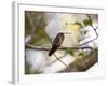 A Rufous-Breasted Hermit Perching on a Tree Branch in the Atlantic Rainforest-Alex Saberi-Framed Photographic Print
