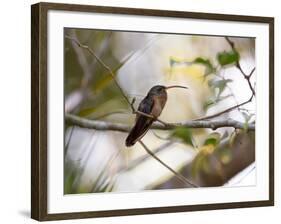 A Rufous-Breasted Hermit Perching on a Tree Branch in the Atlantic Rainforest-Alex Saberi-Framed Photographic Print