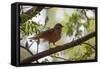 A Rufous Hornero Bird, Furnarius Rufus, Sits in a Tree at Sunset in Ibirapuera Park-Alex Saberi-Framed Stretched Canvas