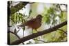 A Rufous Hornero Bird, Furnarius Rufus, Sits in a Tree at Sunset in Ibirapuera Park-Alex Saberi-Stretched Canvas